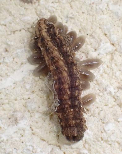 Eulophus sp.